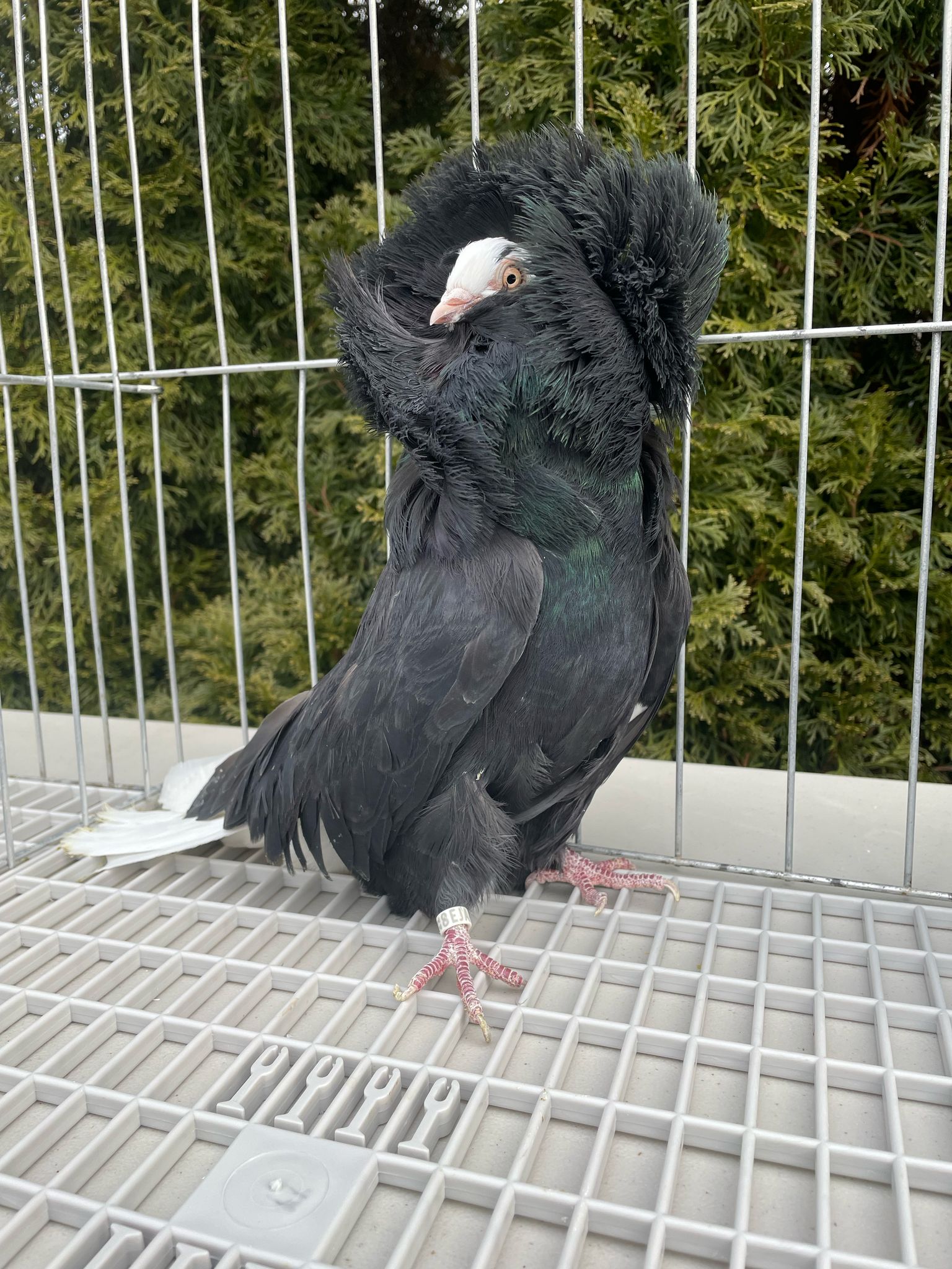 Black-Jacobins-Pigeon